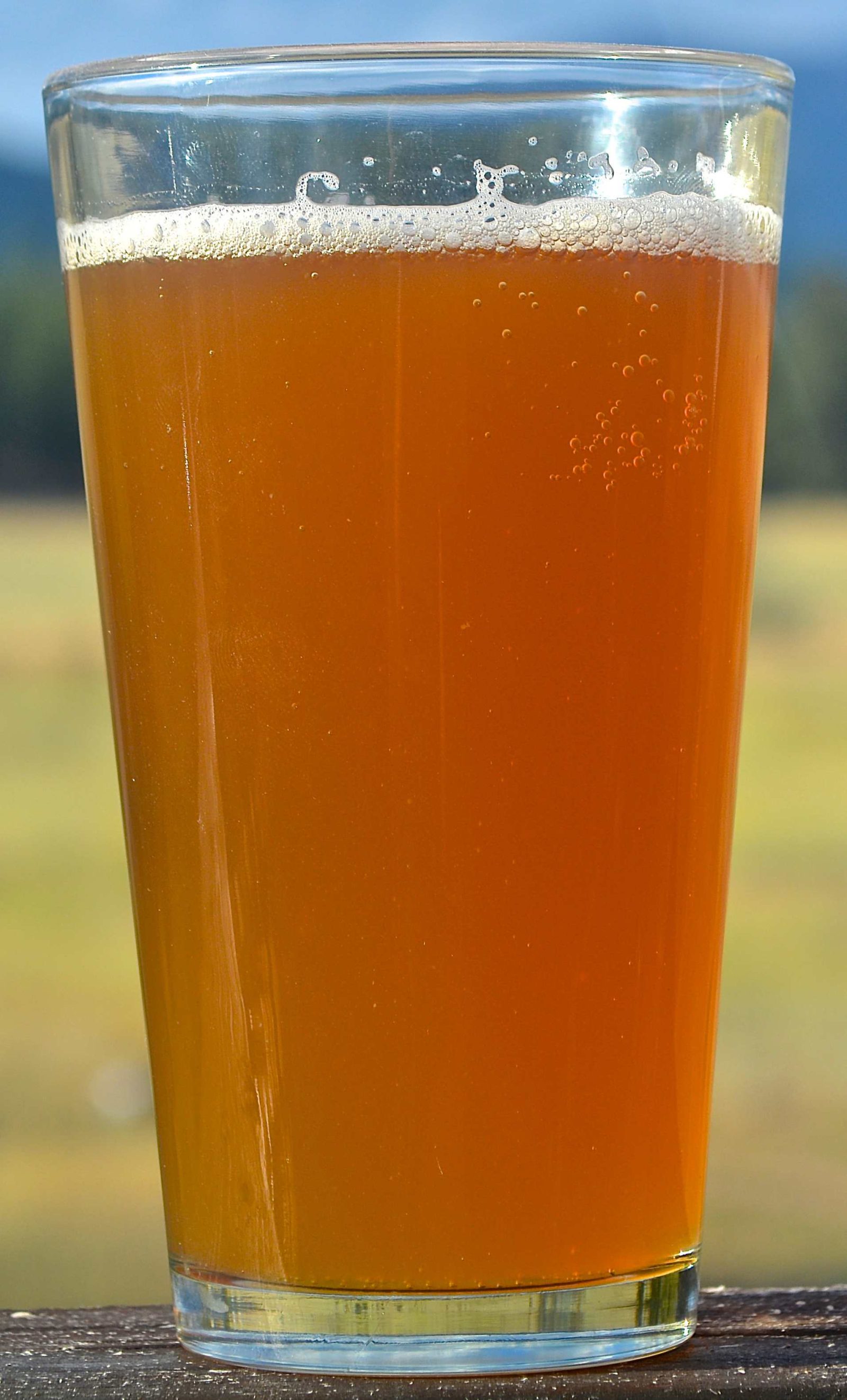 Larch Needle Gold IPA