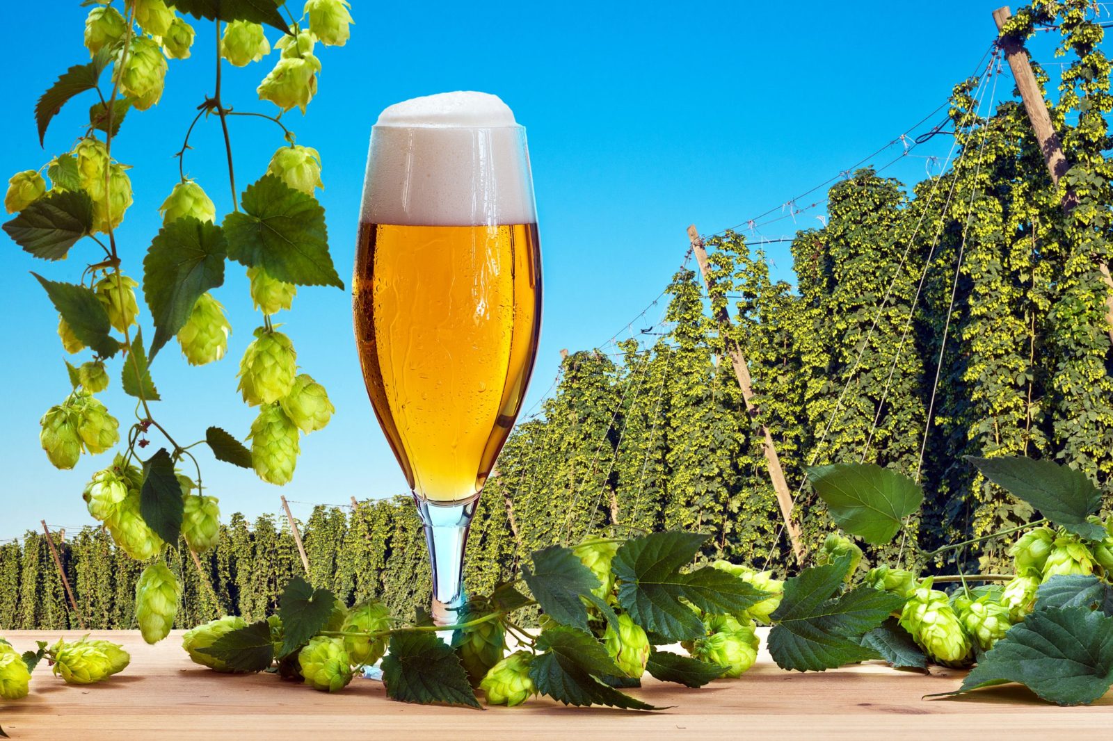 Beer with proper head